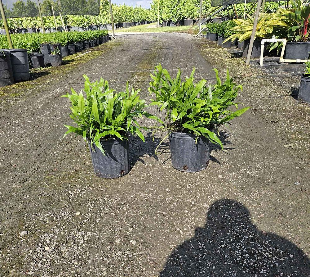 microsorum-scolopendrium-microsorum-scolopendria-wart-fern-monarch-fern