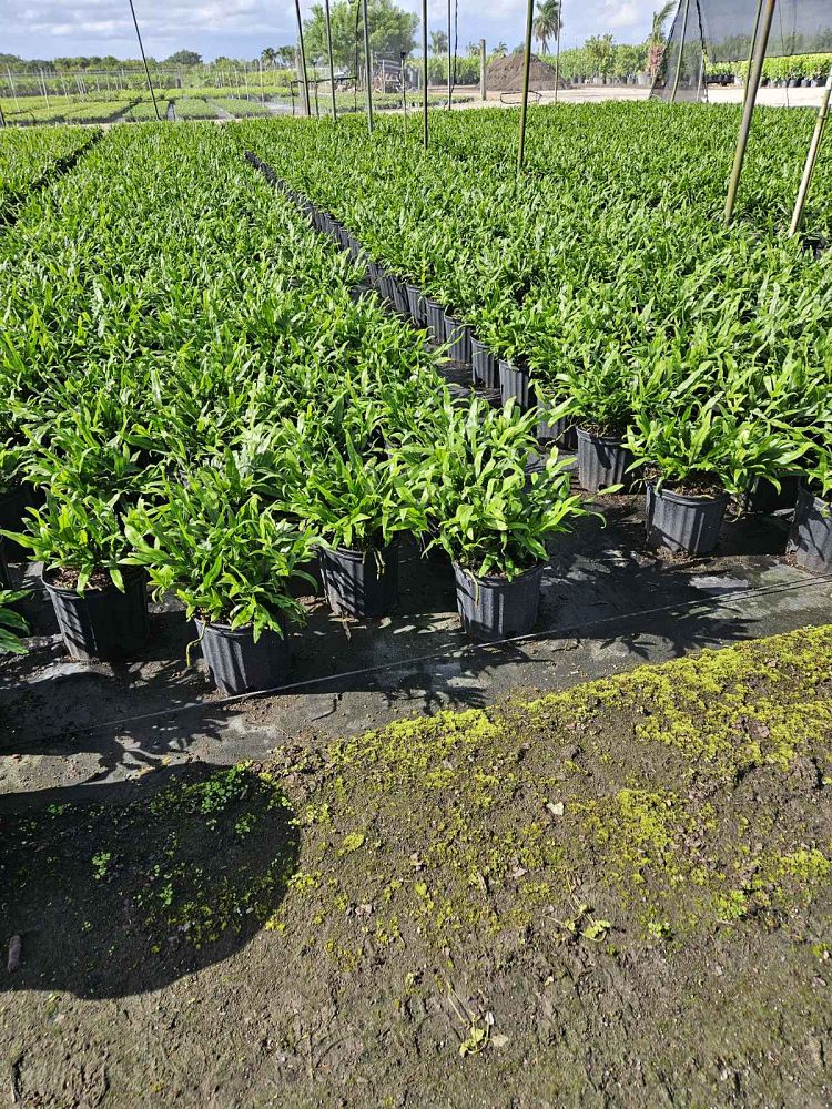microsorum-scolopendrium-microsorum-scolopendria-wart-fern-monarch-fern