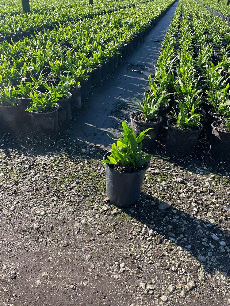 microsorum-scolopendrium-microsorum-scolopendria-wart-fern-monarch-fern