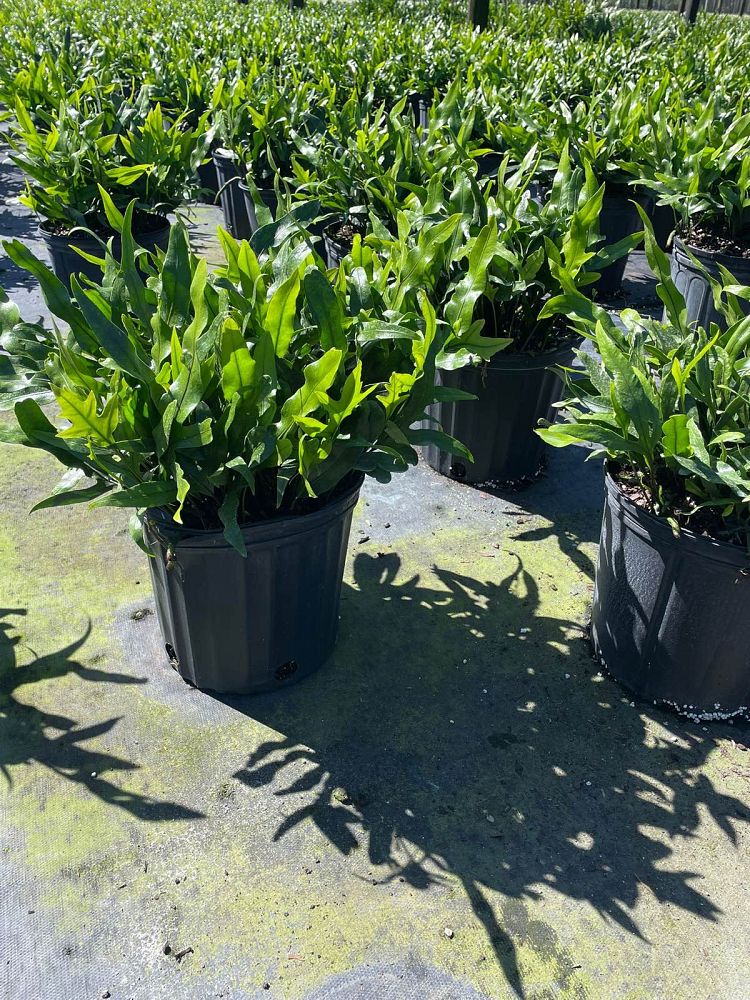 microsorum-scolopendrium-microsorum-scolopendria-wart-fern-monarch-fern