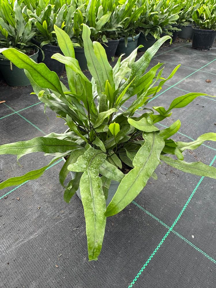 microsorum-scolopendrium-microsorum-scolopendria-wart-fern-monarch-fern