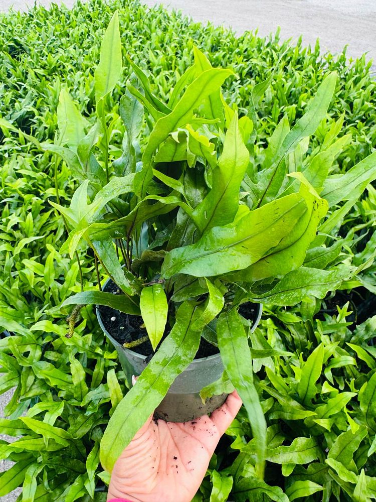 microsorum-scolopendrium-microsorum-scolopendria-wart-fern-monarch-fern