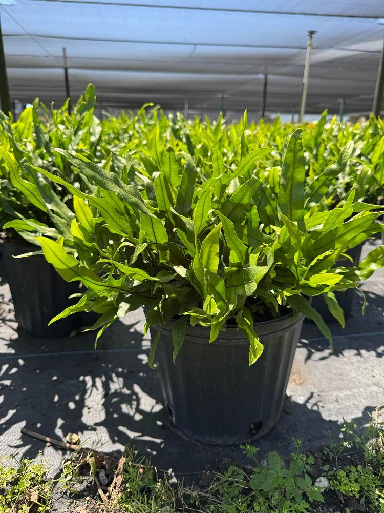 microsorum-scolopendrium-microsorum-scolopendria-wart-fern-monarch-fern