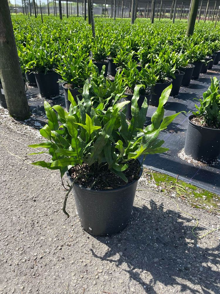microsorum-scolopendrium-microsorum-scolopendria-wart-fern-monarch-fern