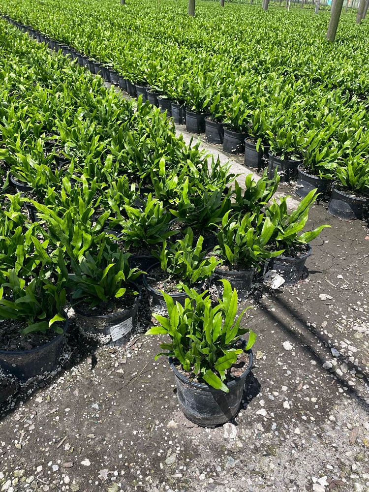 microsorum-scolopendrium-microsorum-scolopendria-wart-fern-monarch-fern