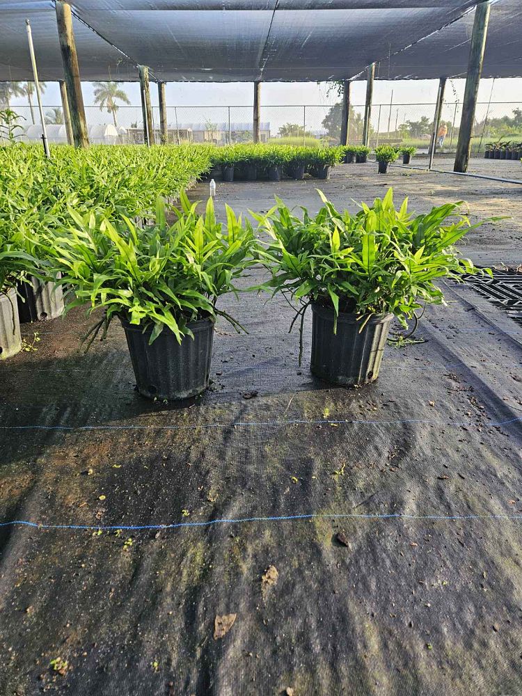 microsorum-scolopendrium-microsorum-scolopendria-wart-fern-monarch-fern