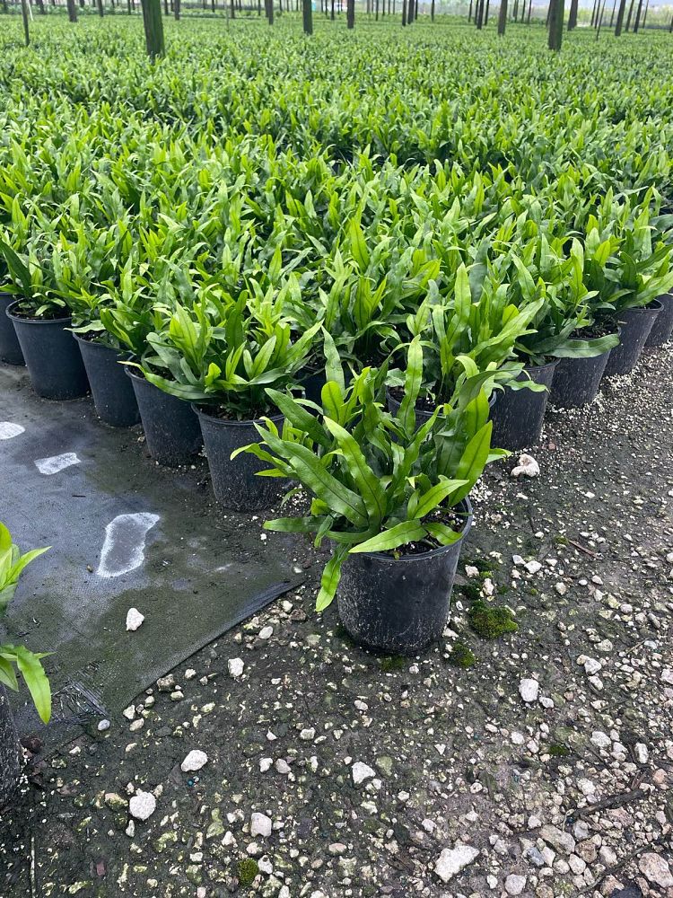 microsorum-scolopendrium-microsorum-scolopendria-wart-fern-monarch-fern