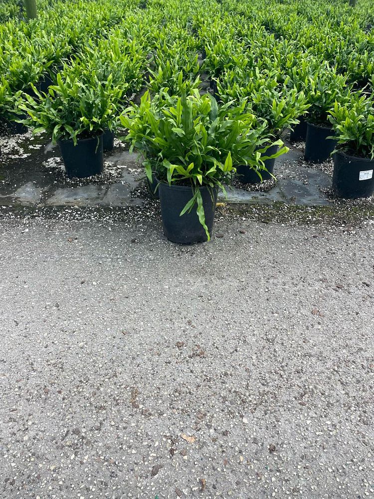 microsorum-scolopendrium-microsorum-scolopendria-wart-fern-monarch-fern