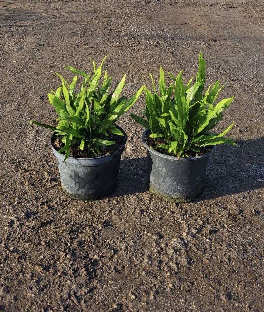 microsorum-scolopendrium-microsorum-scolopendria-wart-fern-monarch-fern