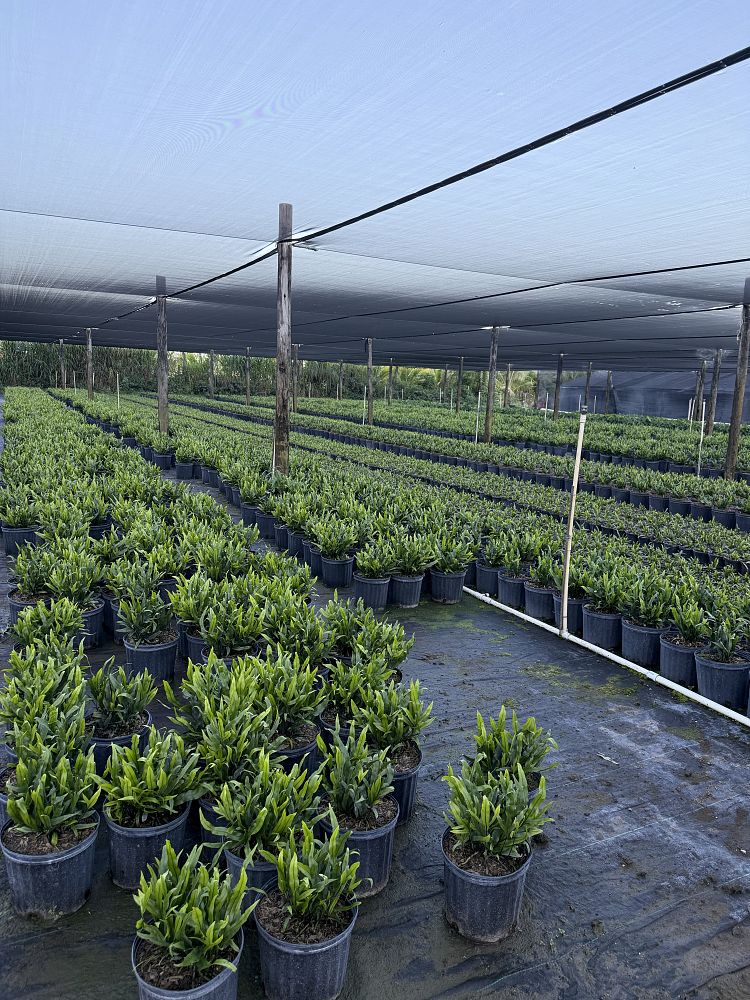 microsorum-scolopendrium-microsorum-scolopendria-wart-fern-monarch-fern