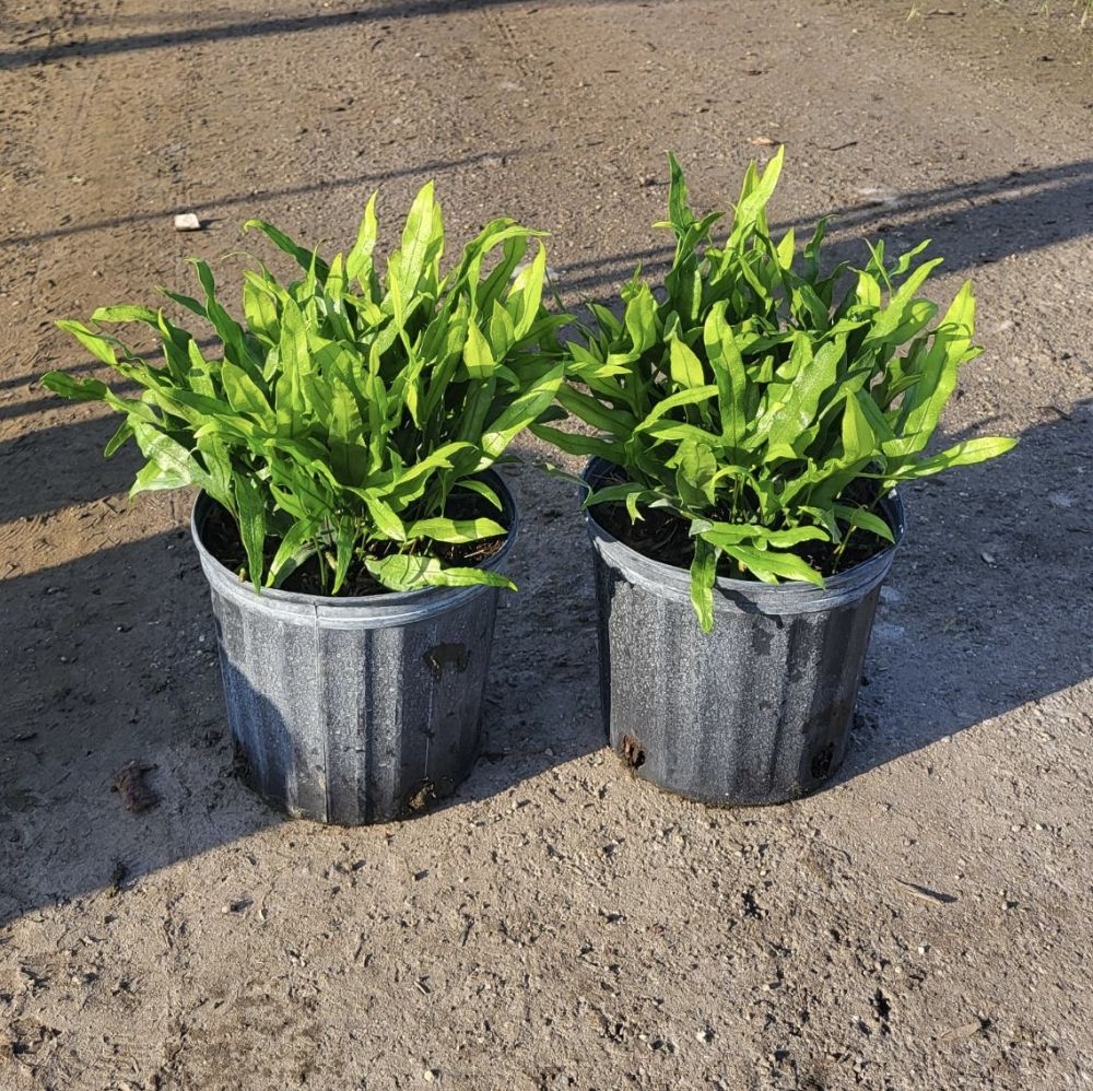 microsorum-scolopendrium-microsorum-scolopendria-wart-fern-monarch-fern