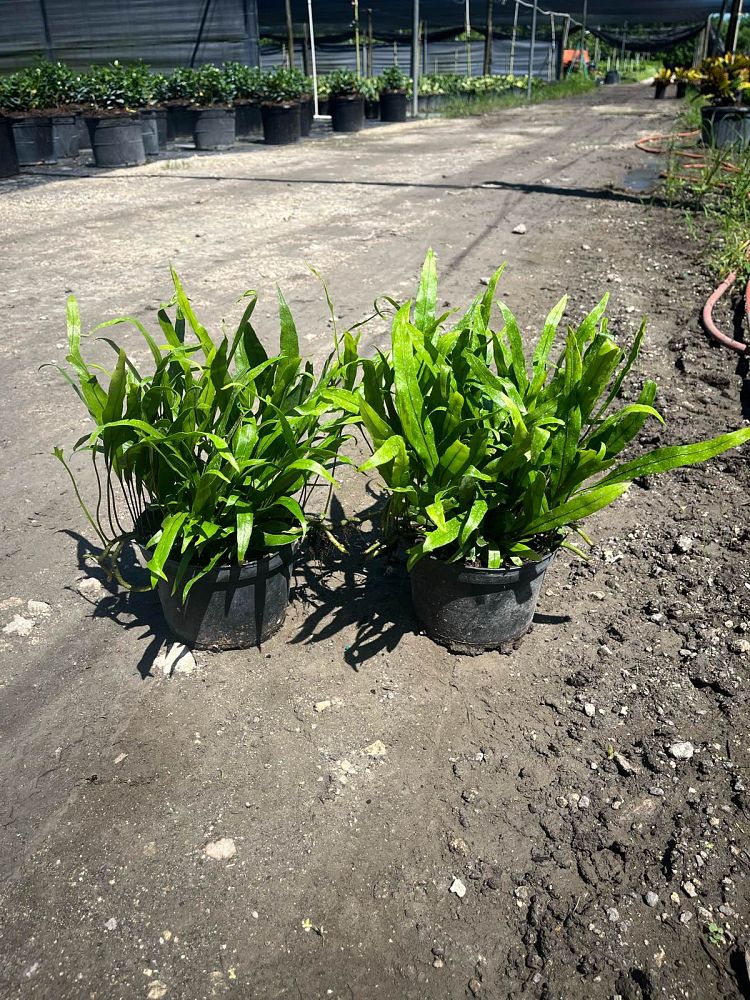 microsorum-scolopendrium-microsorum-scolopendria-wart-fern-monarch-fern