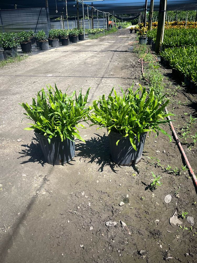 microsorum-scolopendrium-microsorum-scolopendria-wart-fern-monarch-fern