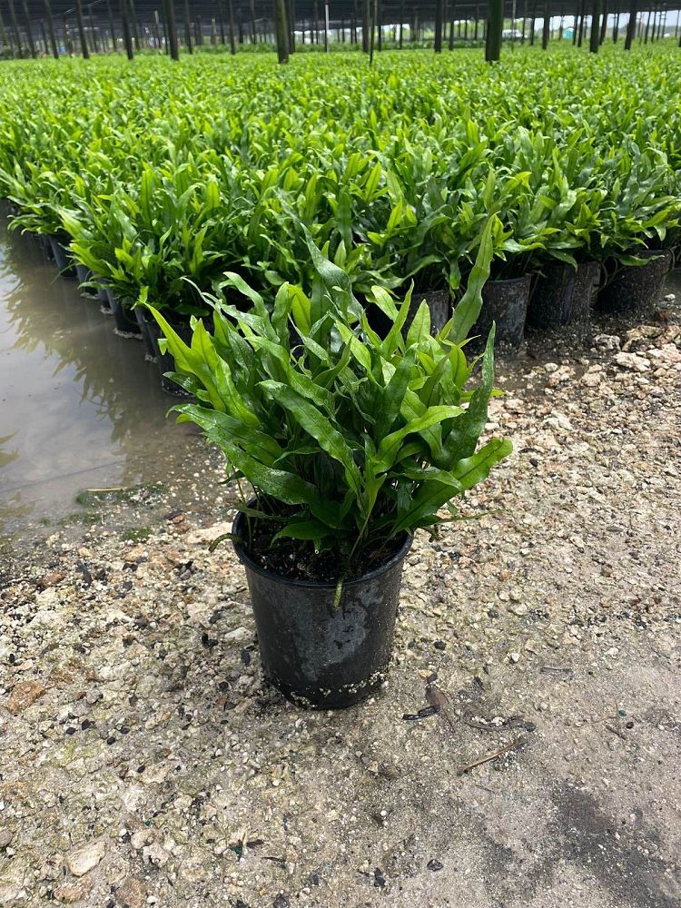 microsorum-scolopendrium-microsorum-scolopendria-wart-fern-monarch-fern