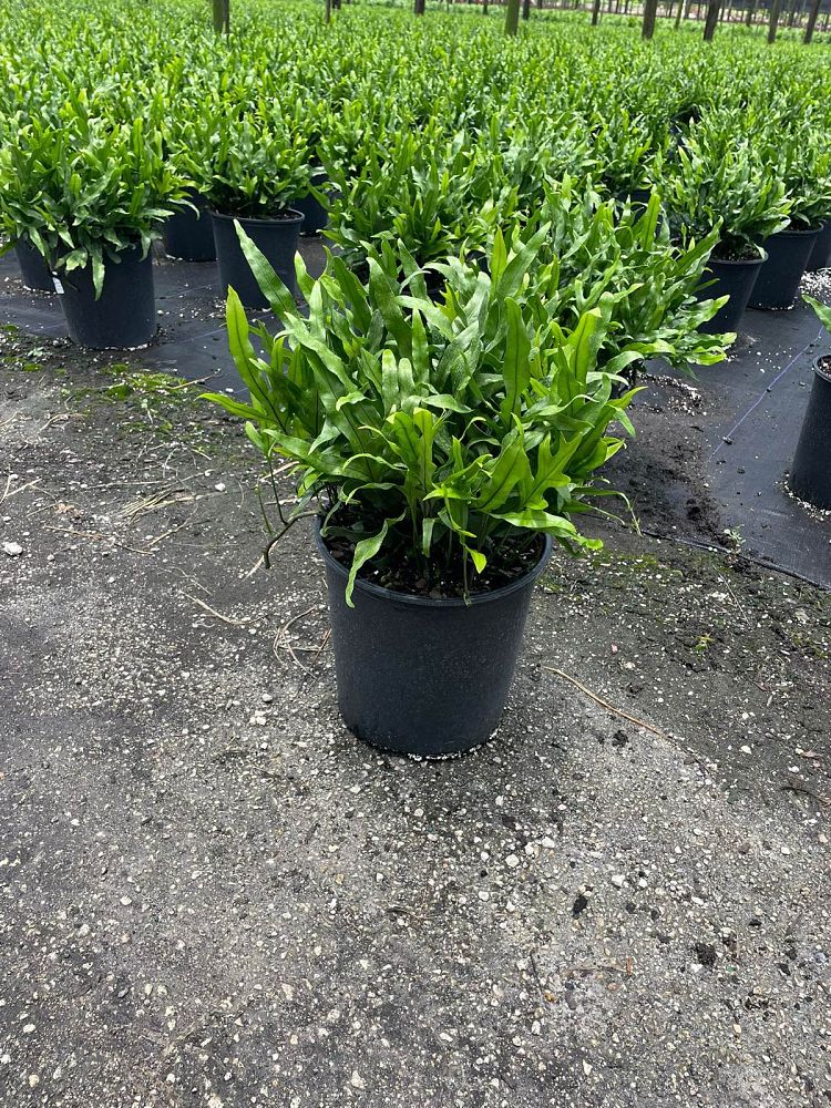 microsorum-scolopendrium-microsorum-scolopendria-wart-fern-monarch-fern