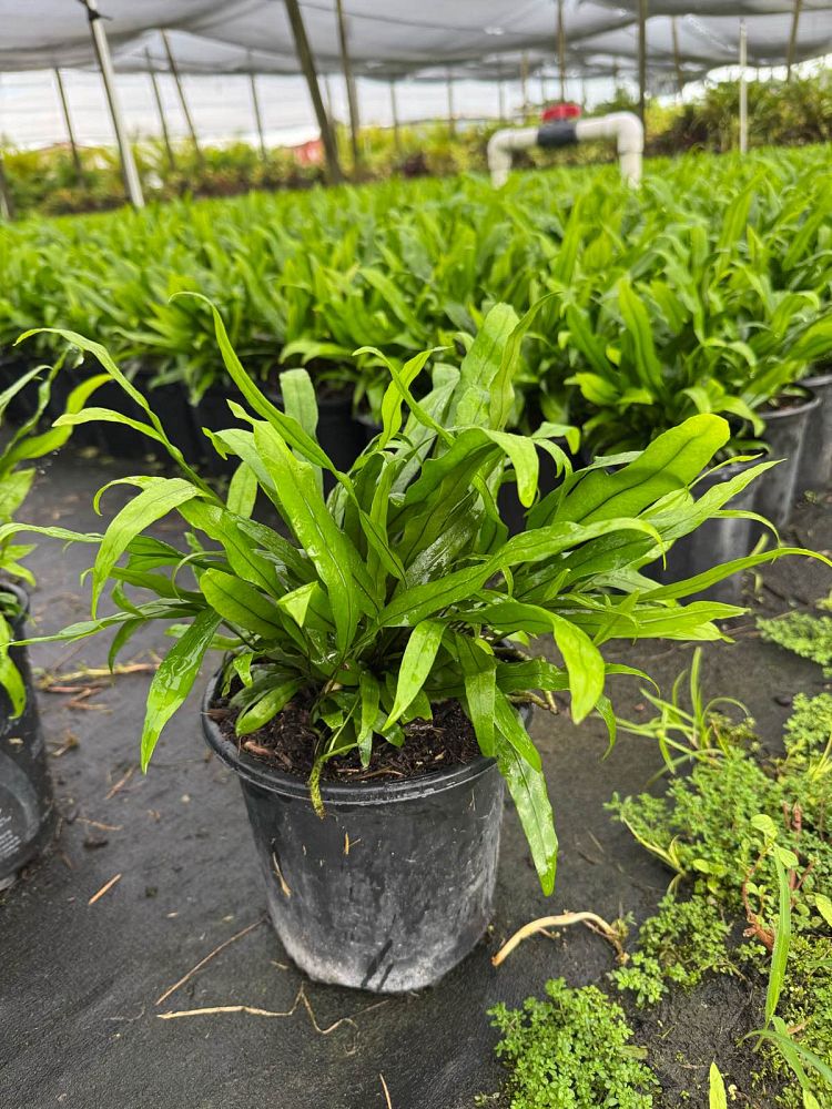 microsorum-scolopendrium-microsorum-scolopendria-wart-fern-monarch-fern