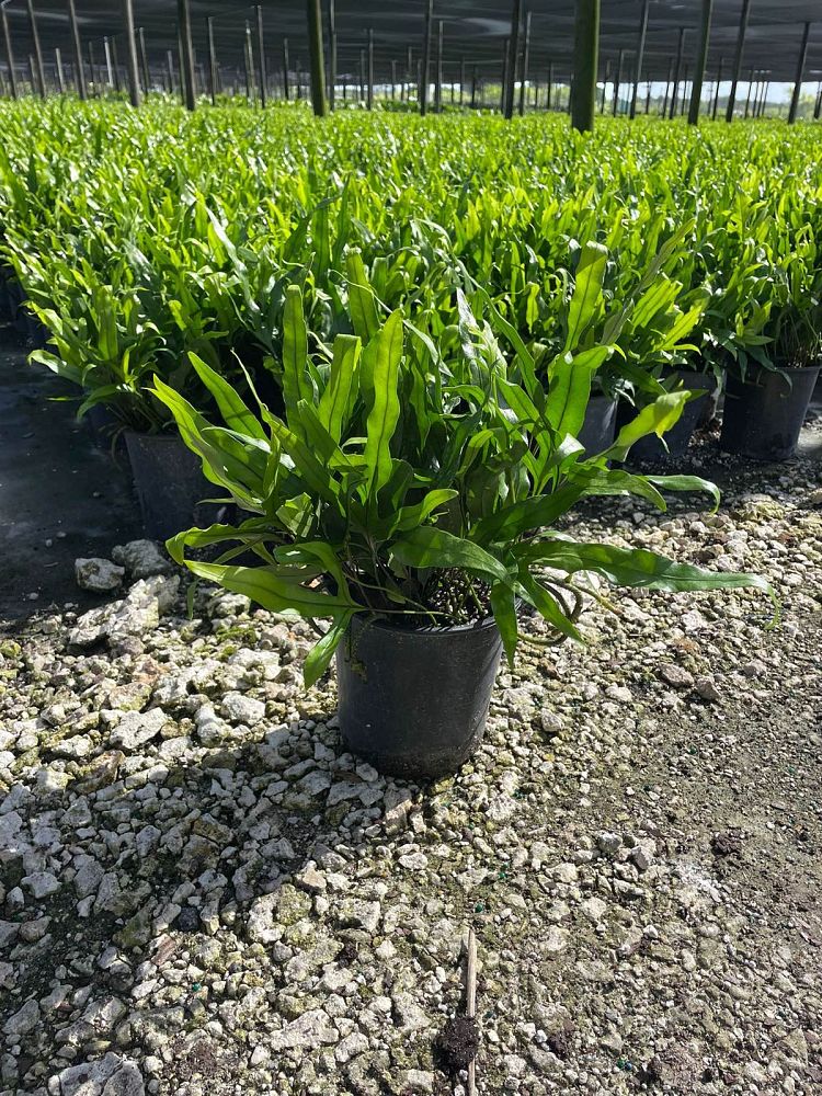 microsorum-scolopendrium-microsorum-scolopendria-wart-fern-monarch-fern