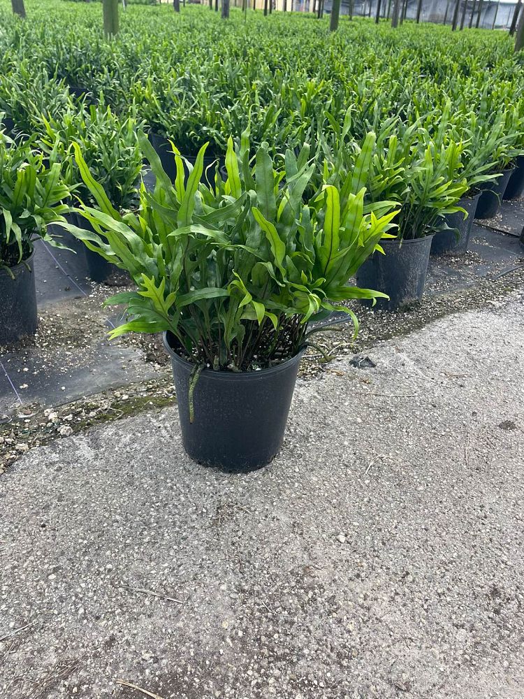 microsorum-scolopendrium-microsorum-scolopendria-wart-fern-monarch-fern