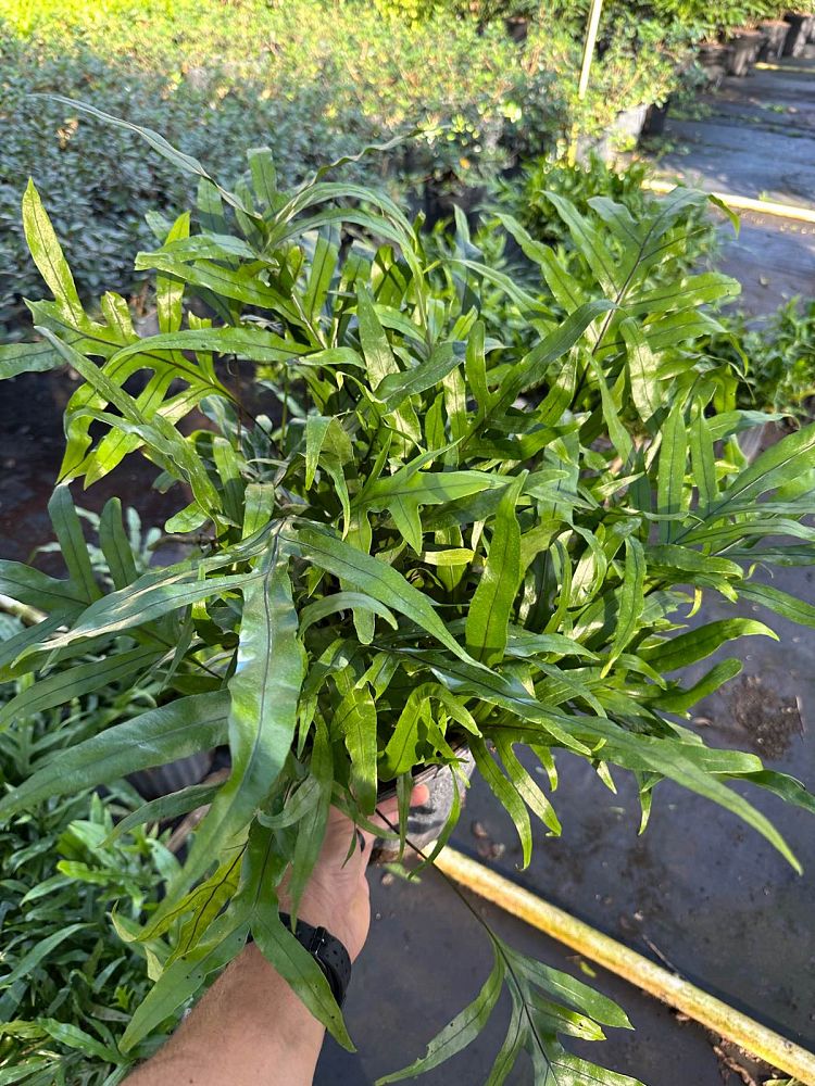 microsorum-scolopendrium-microsorum-scolopendria-wart-fern-monarch-fern