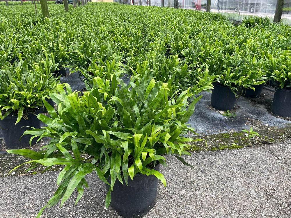 microsorum-scolopendrium-microsorum-scolopendria-wart-fern-monarch-fern