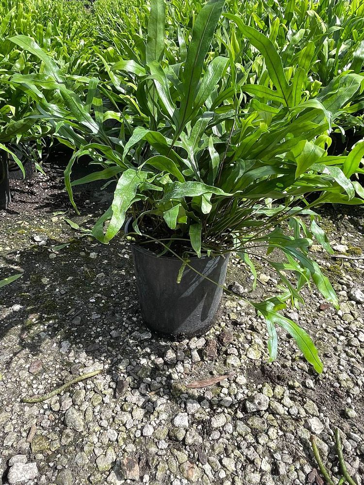 microsorum-scolopendrium-microsorum-scolopendria-wart-fern-monarch-fern