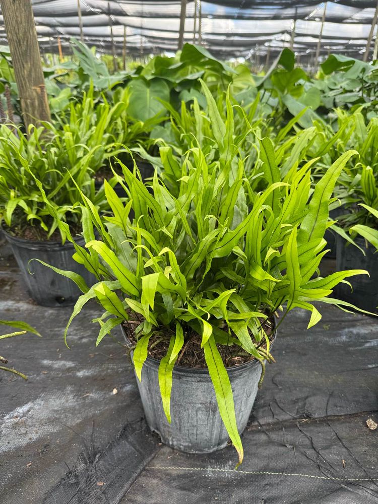 microsorum-scolopendrium-microsorum-scolopendria-wart-fern-monarch-fern