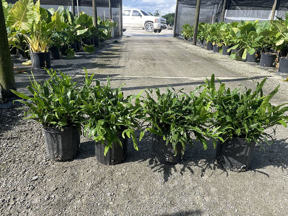 microsorum-scolopendrium-microsorum-scolopendria-wart-fern-monarch-fern