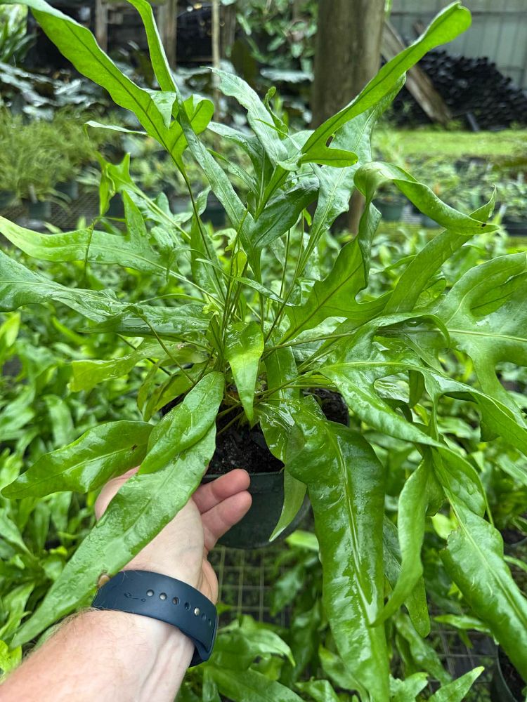 microsorum-scolopendrium-microsorum-scolopendria-wart-fern-monarch-fern
