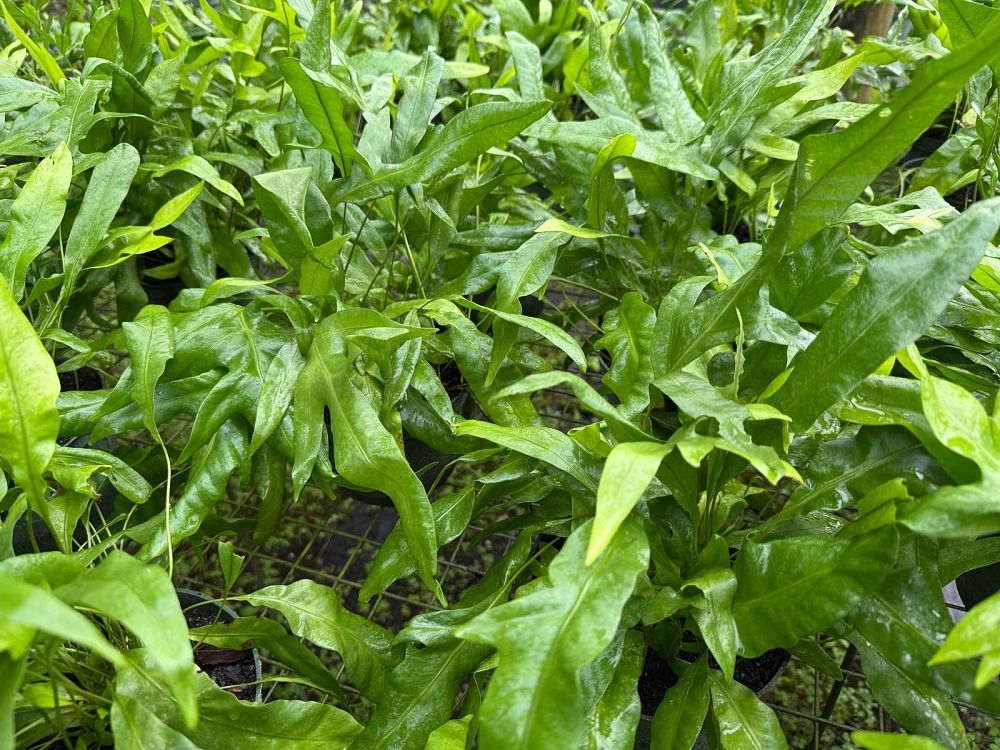 microsorum-scolopendrium-microsorum-scolopendria-wart-fern-monarch-fern