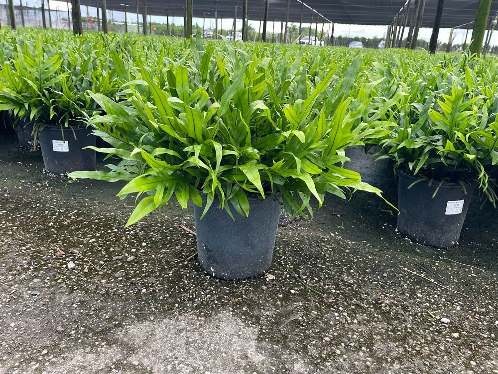 microsorum-scolopendrium-microsorum-scolopendria-wart-fern-monarch-fern