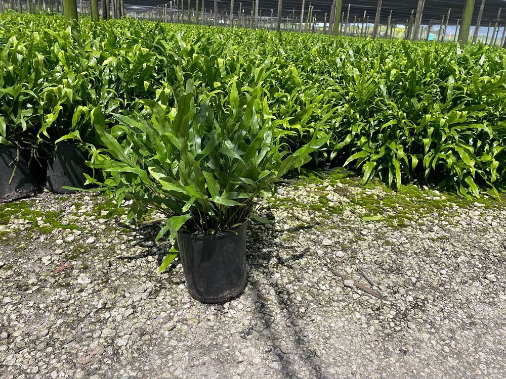 microsorum-scolopendrium-microsorum-scolopendria-wart-fern-monarch-fern