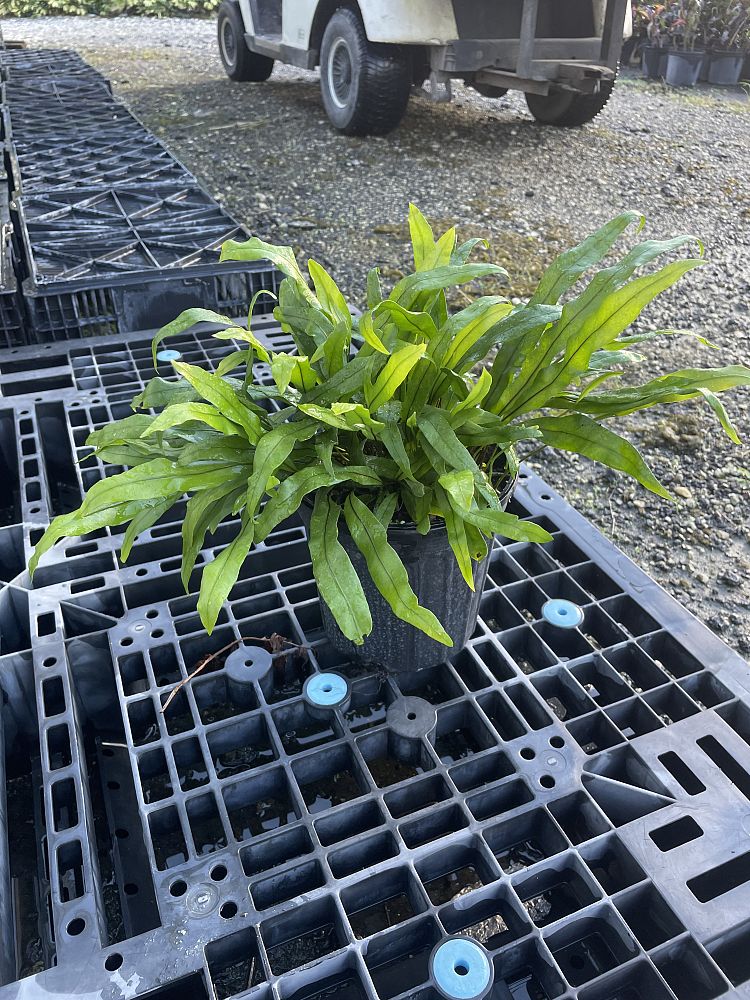 microsorum-scolopendrium-microsorum-scolopendria-wart-fern-monarch-fern