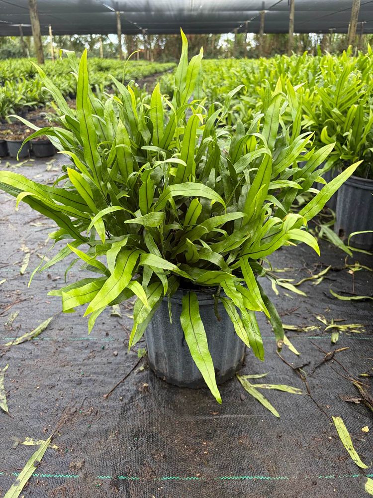 microsorum-scolopendrium-microsorum-scolopendria-wart-fern-monarch-fern