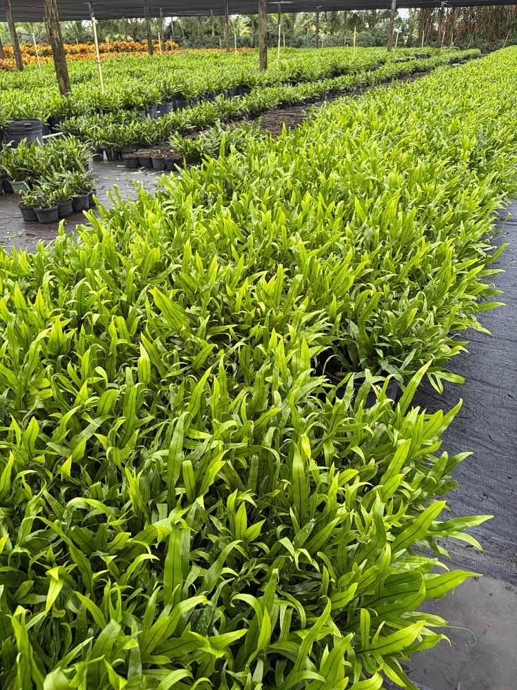 microsorum-scolopendrium-microsorum-scolopendria-wart-fern-monarch-fern