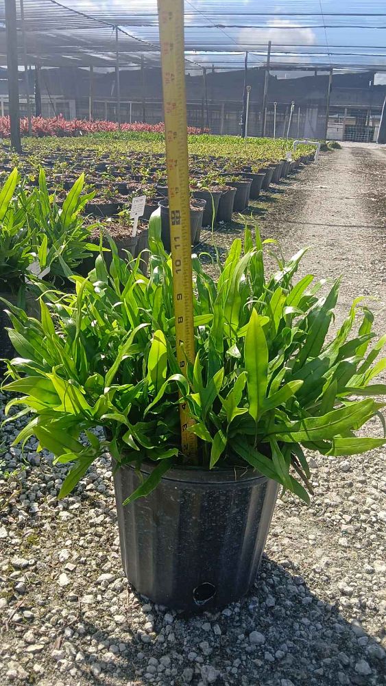 microsorum-scolopendrium-microsorum-scolopendria-wart-fern-monarch-fern