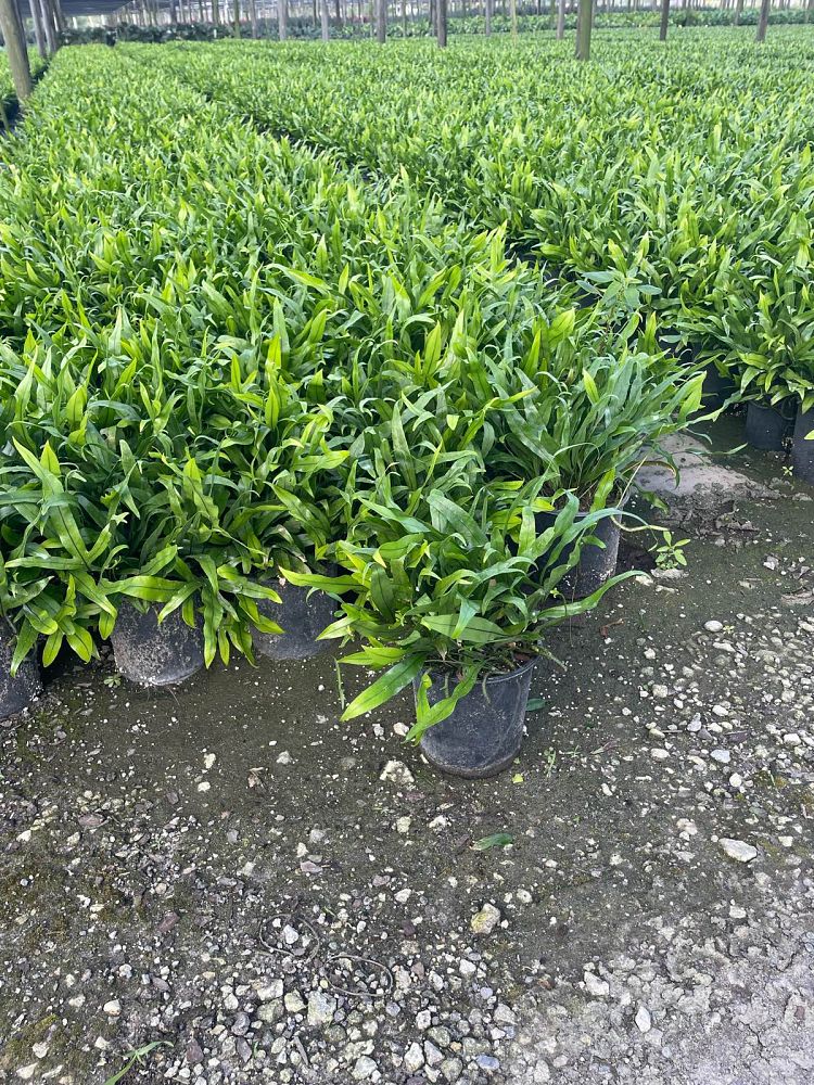 microsorum-scolopendrium-microsorum-scolopendria-wart-fern-monarch-fern