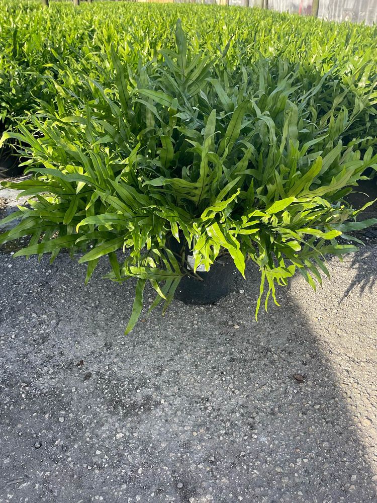 microsorum-scolopendrium-microsorum-scolopendria-wart-fern-monarch-fern