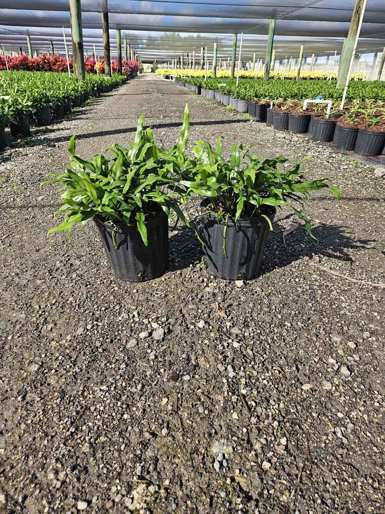 microsorum-scolopendrium-microsorum-scolopendria-wart-fern-monarch-fern