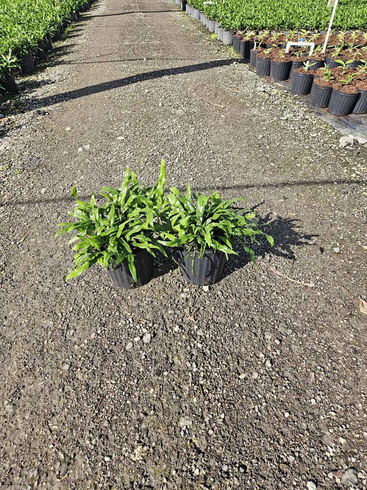 microsorum-scolopendrium-microsorum-scolopendria-wart-fern-monarch-fern