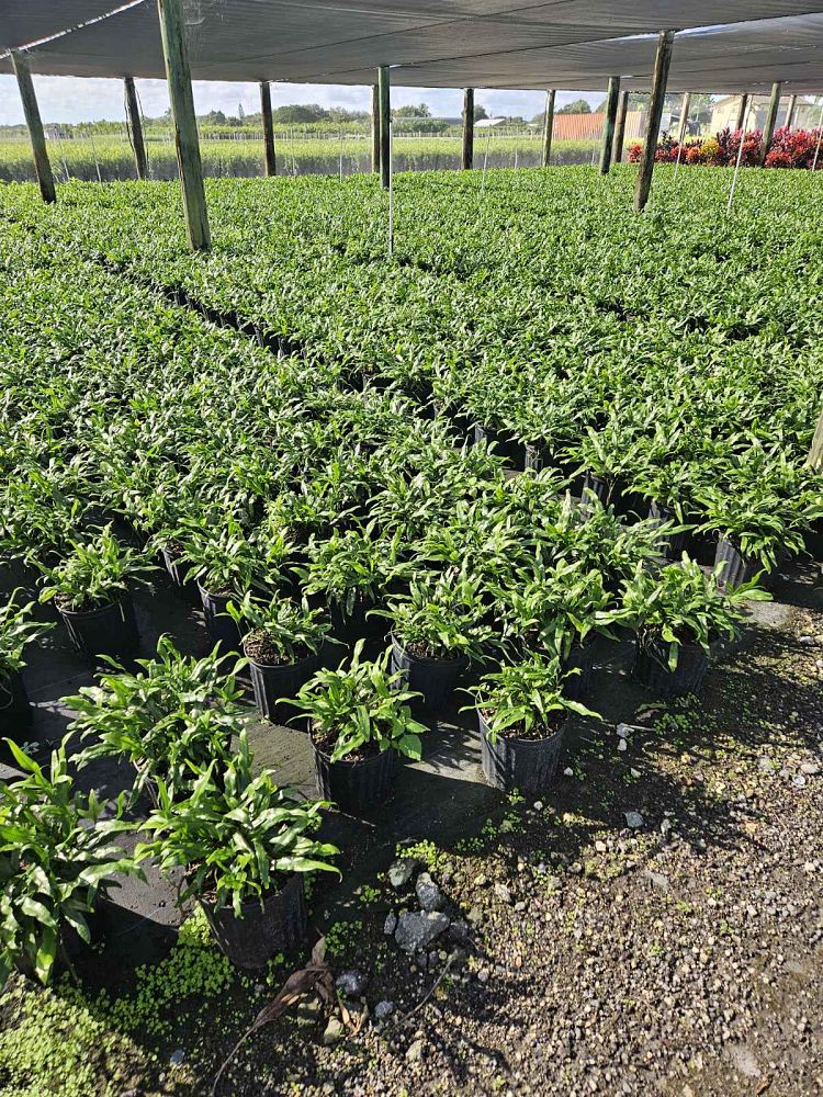 microsorum-scolopendrium-microsorum-scolopendria-wart-fern-monarch-fern