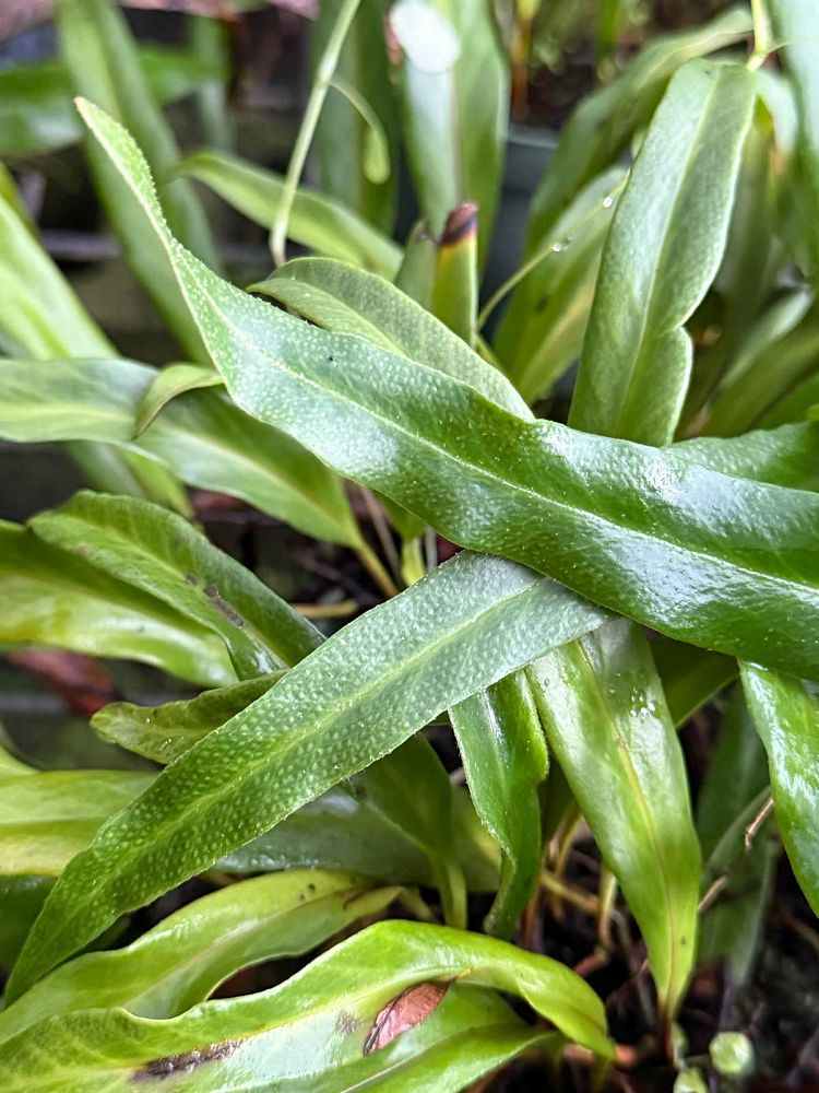microsorum-thailandicum-blue-fern