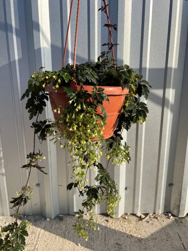 mikania-ternata-plushvine