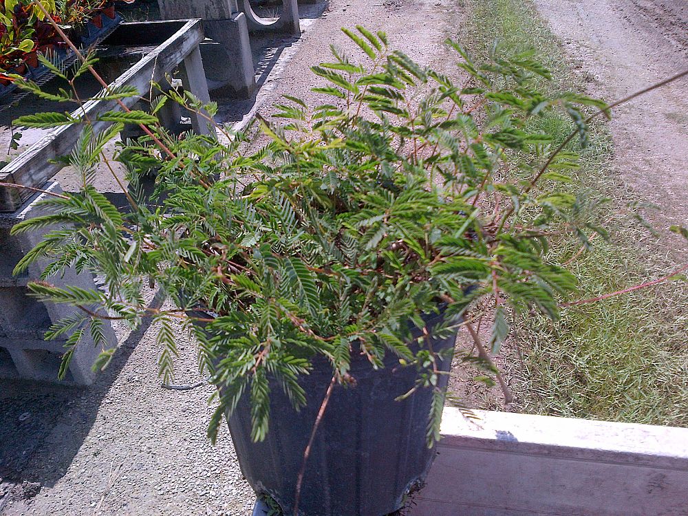 mimosa-pudica-humble-plant-sensitive-plant-tickle-me-plant-tickleme-plant-touch-me-not