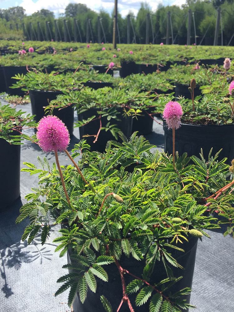 mimosa-strigillosa-sunshine-mimosa