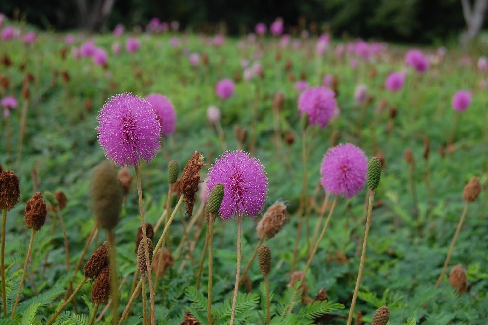 mimosa-strigillosa-sunshine-mimosa