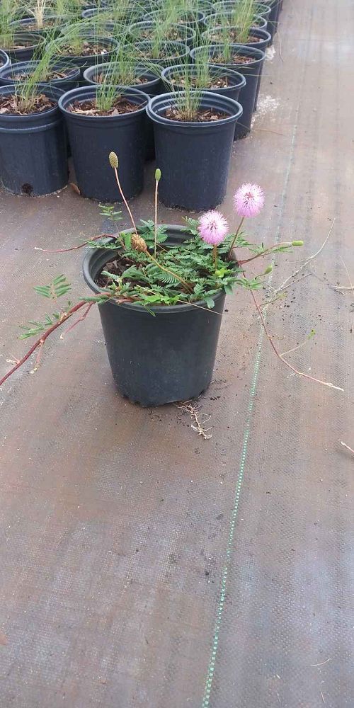mimosa-strigillosa-sunshine-mimosa