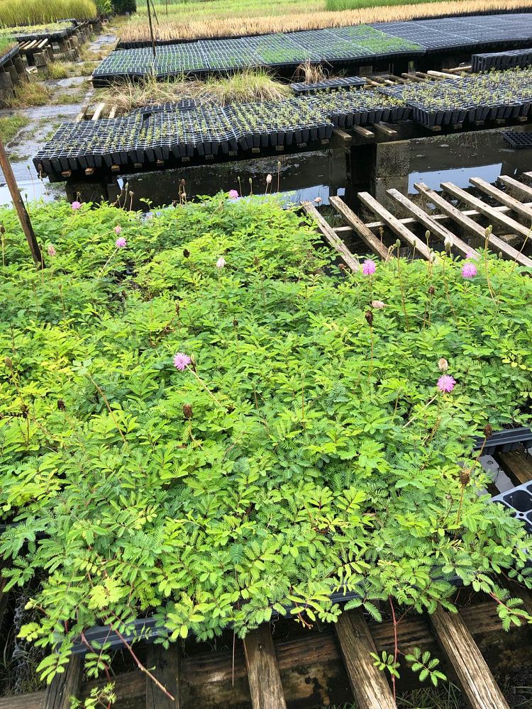 mimosa-strigillosa-sunshine-mimosa