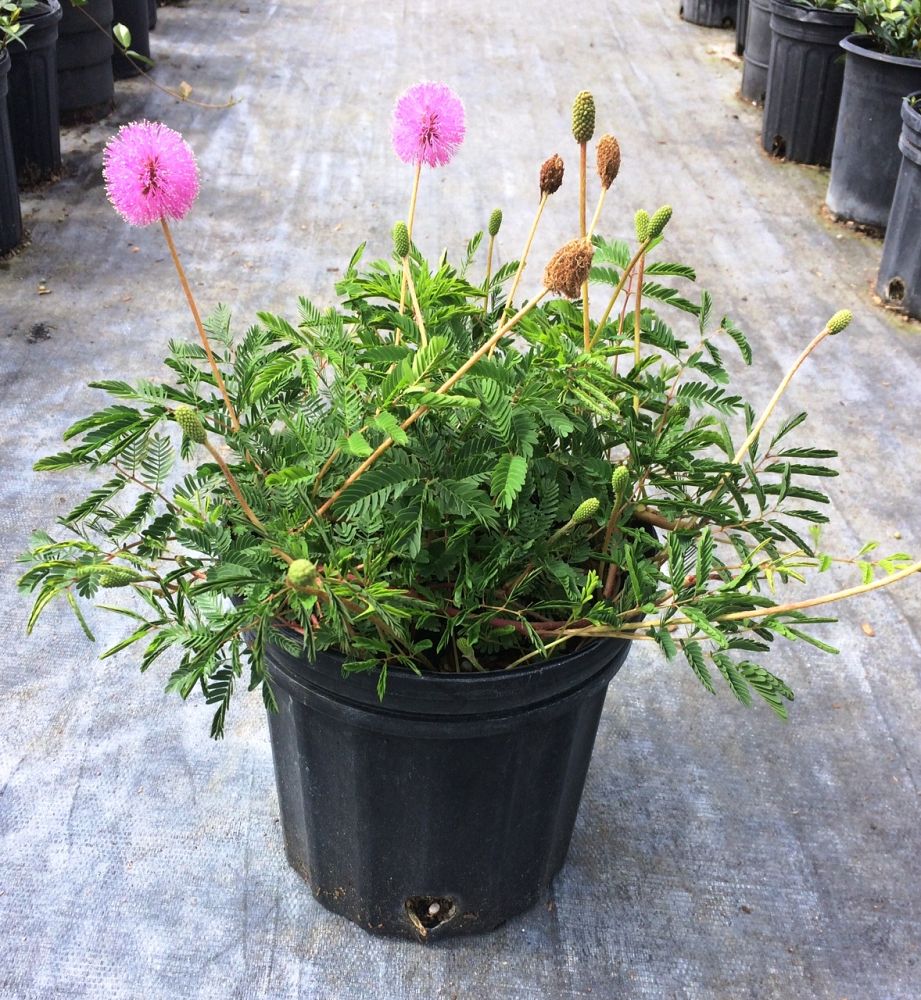 mimosa-strigillosa-sunshine-mimosa