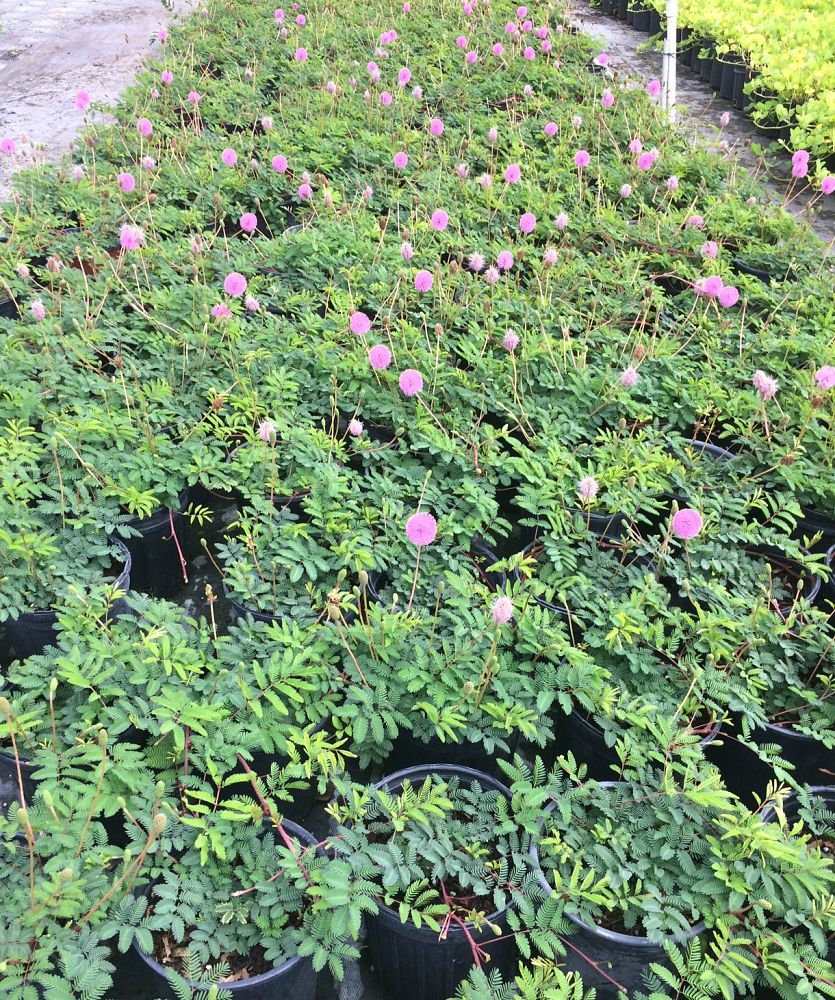 mimosa-strigillosa-sunshine-mimosa