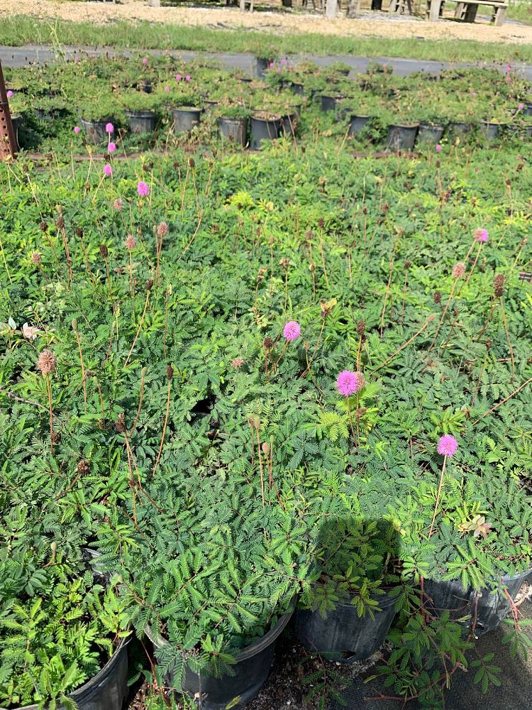 mimosa-strigillosa-sunshine-mimosa